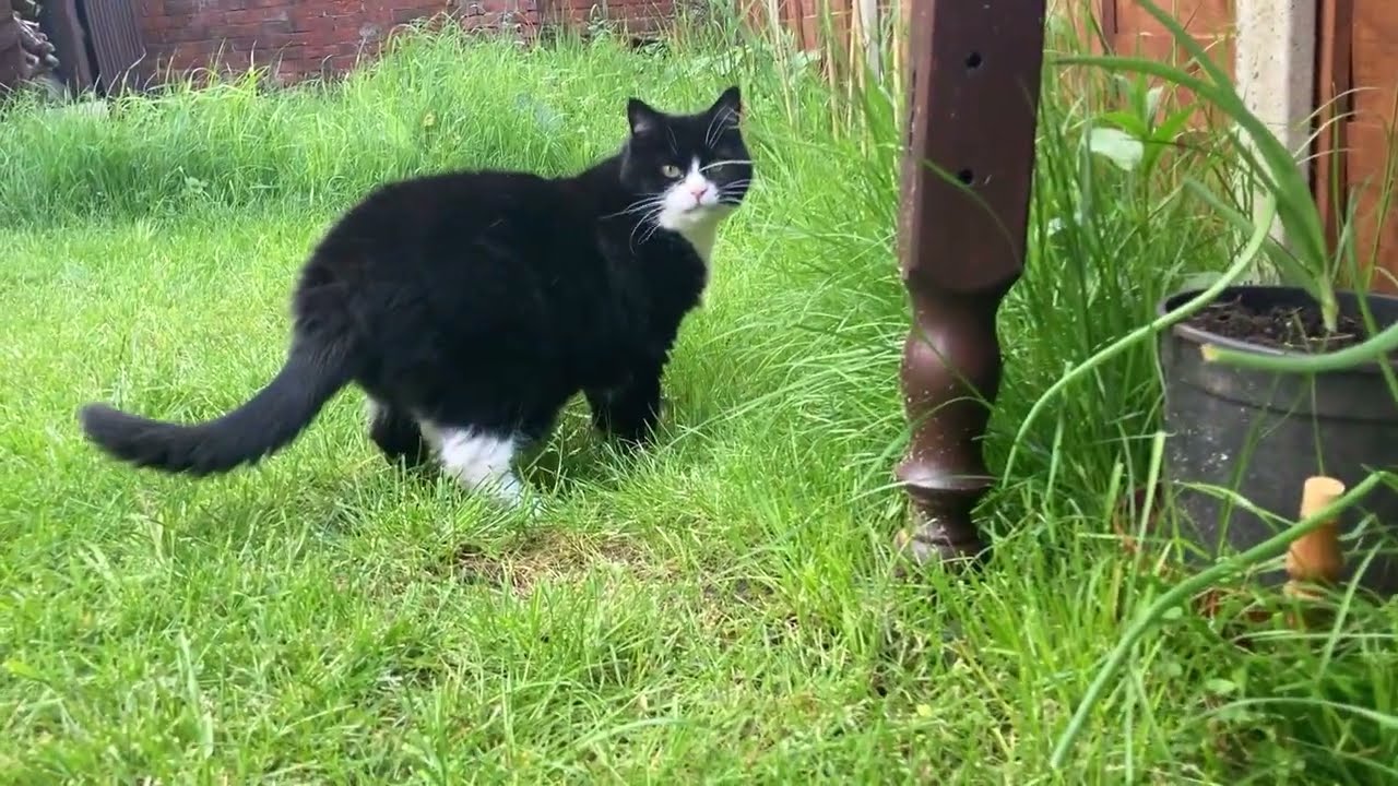 Stunt cat