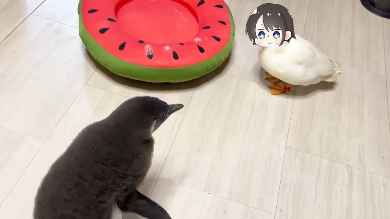 Subaru duck vs Penguin | Animal hololive