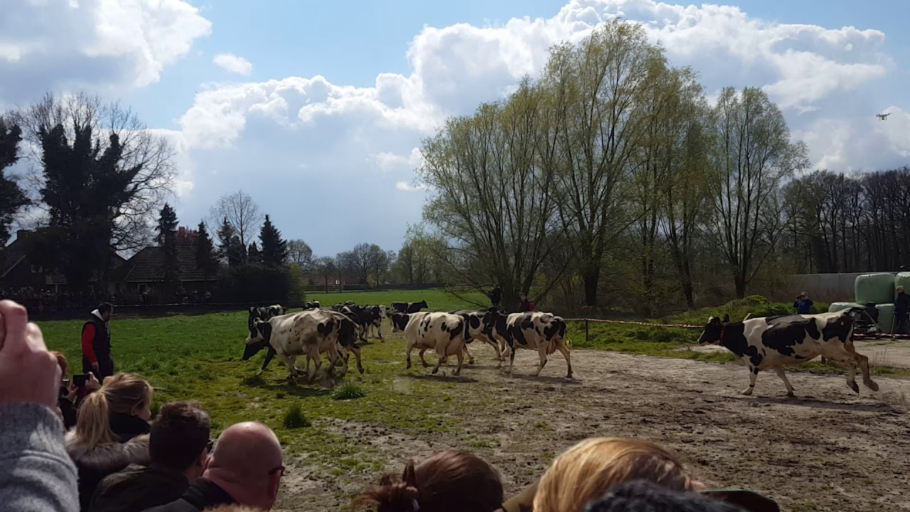 kaamps deurningen koeiendag 2019