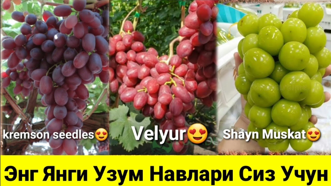 Дунёдаги Енг Зур Узумлар  Хеллоен,Шайн Мускат,Ломбарджини,Кремсон Сидлес,Велюр.