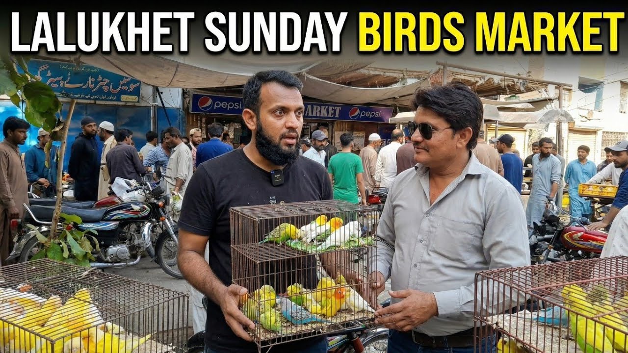 Lalukhet Biggest Birds Market | 05 Jan 2025 | Lovebird Java Finch Price Update