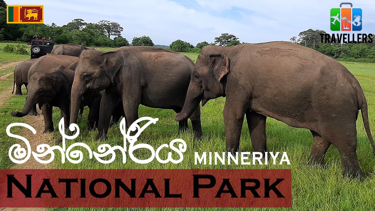 Minneriya National Park Safari | Minneriya Elephant Safari | Sri Lanka | Travellers by Willrich