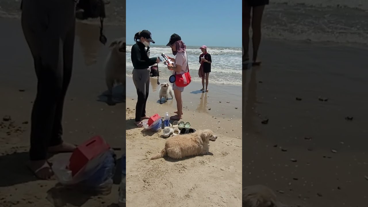 2 bé chó tắm biển #dog#sea 