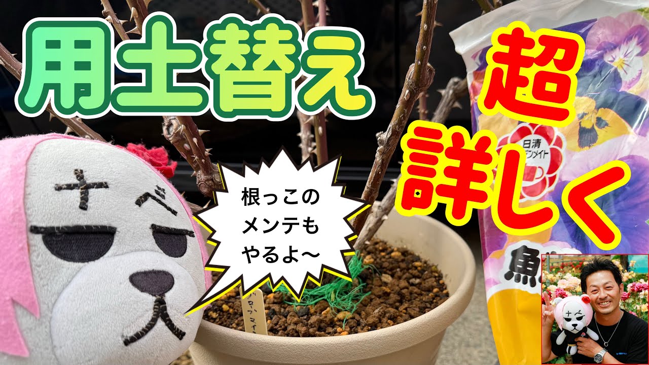 爆咲きのために‼️【用土替え】根っこのメンテナンスも詳しく説明します😊🐻