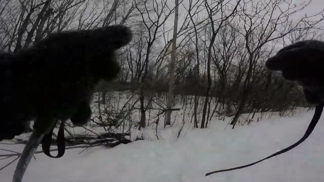 Skiing at the bog