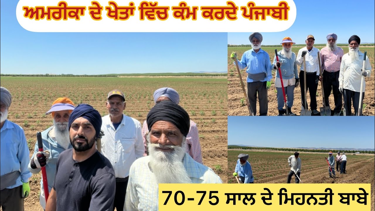 ਅਮਰੀਕਾ ਦੇ ਖੇਤਾਂ ਵਿੱਚ ਕੰਮ ਕਰਦੇ ਪੰਜਾਬੀ, 70-75 ਸਾਲ ਦੇ ਮਿਹਨਤੀ ਬਾਬੇ ਵਾਹਿਗੁਰੂ ਚੜਦੀ ਕਲਾ ਵਿੱਚ ਰੱਖੇ🙏🇺🇸