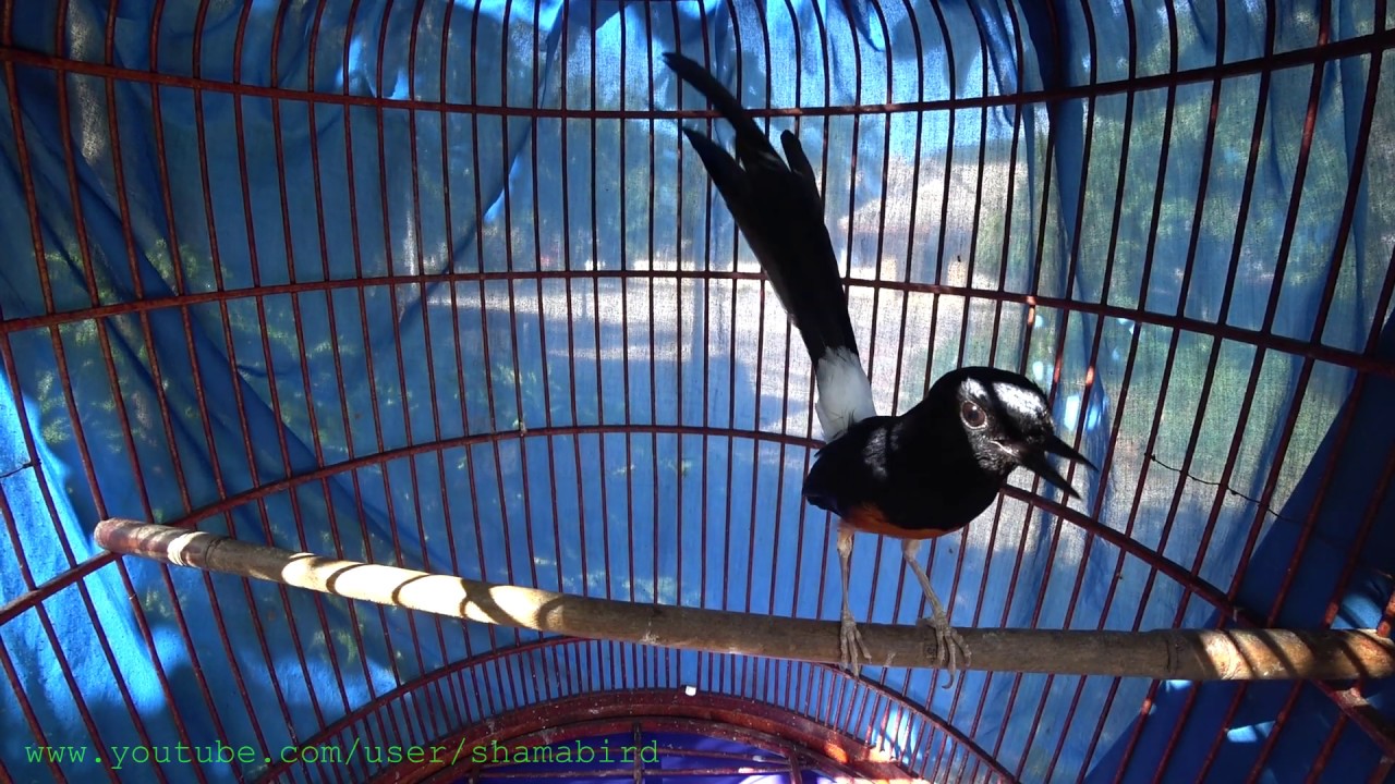 White-rumped Shama (9 Year old+) เฮียมู