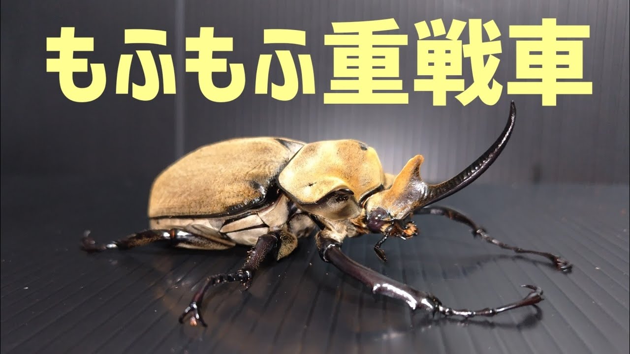 【カブトムシレビュー】エレファスゾウカブト編　#Megasoma elephas elephas
