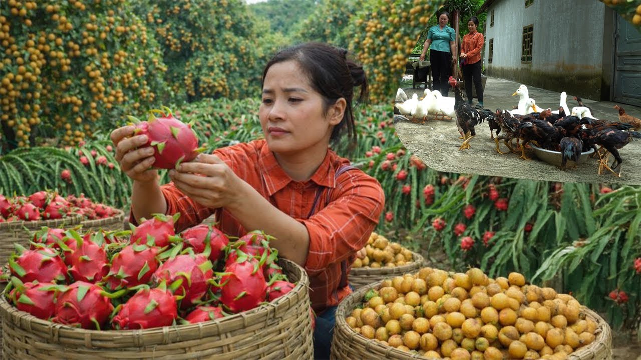 Harvest Bignay And Dragon Fruit Take To Sell – Linda Lives With CEO Quang’s Mother After Miscarriage