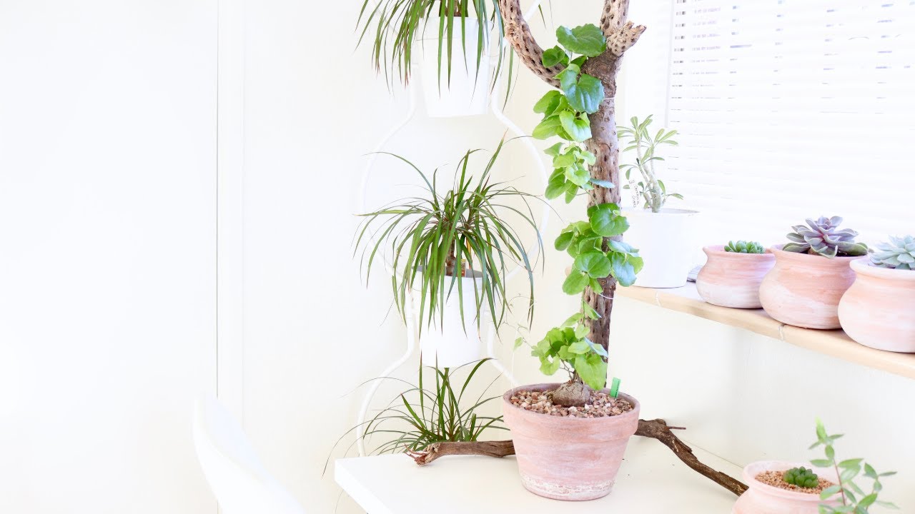 Elephant Foot Vine | Repotting + Care | Dioscorea Elephantipes