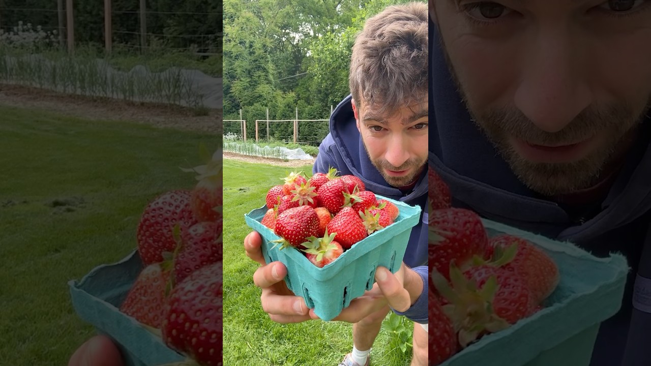 U-Pick Strawberries in My Front Yard 🍓