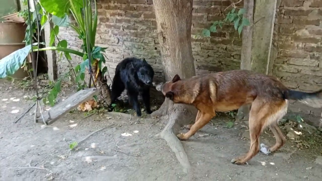 Vida de perros