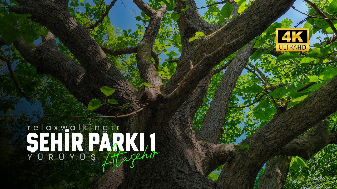 Şehrin içindeki doğa parkında huzurlu yürüyüş!