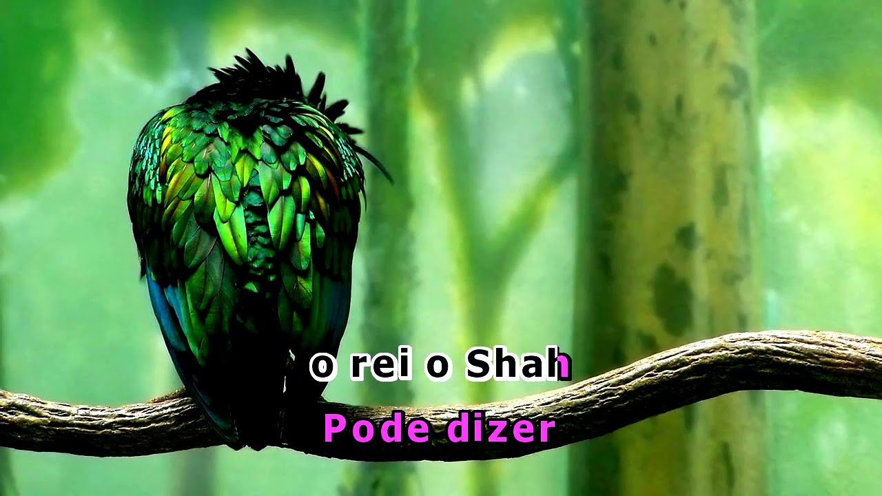 Videokê - Nunca Teve Um Amigo Assim - Márcio Simões (Aladdin) - 16556