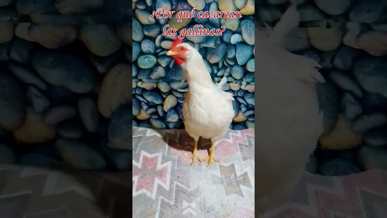 gallina cantando #gallinas #rooster #mascotas #gallos