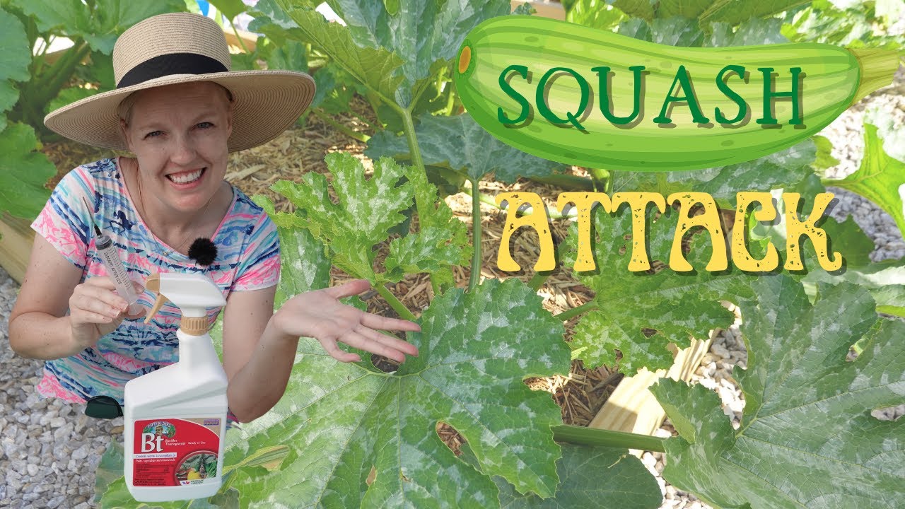What will actually destroy these bugs?!? | Squash bugs and vine borer control