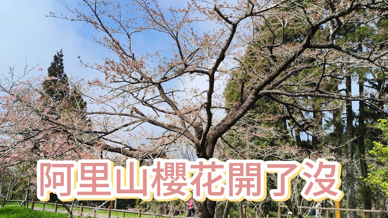 阿里山櫻花季,3月16日花況