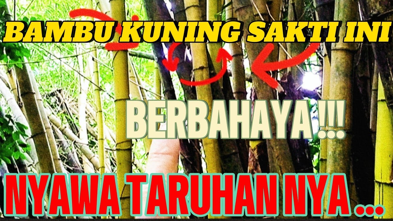 BAMBU KUNING SAKTI INI , BERBAHAYA NYAWA TARUHAN NYA