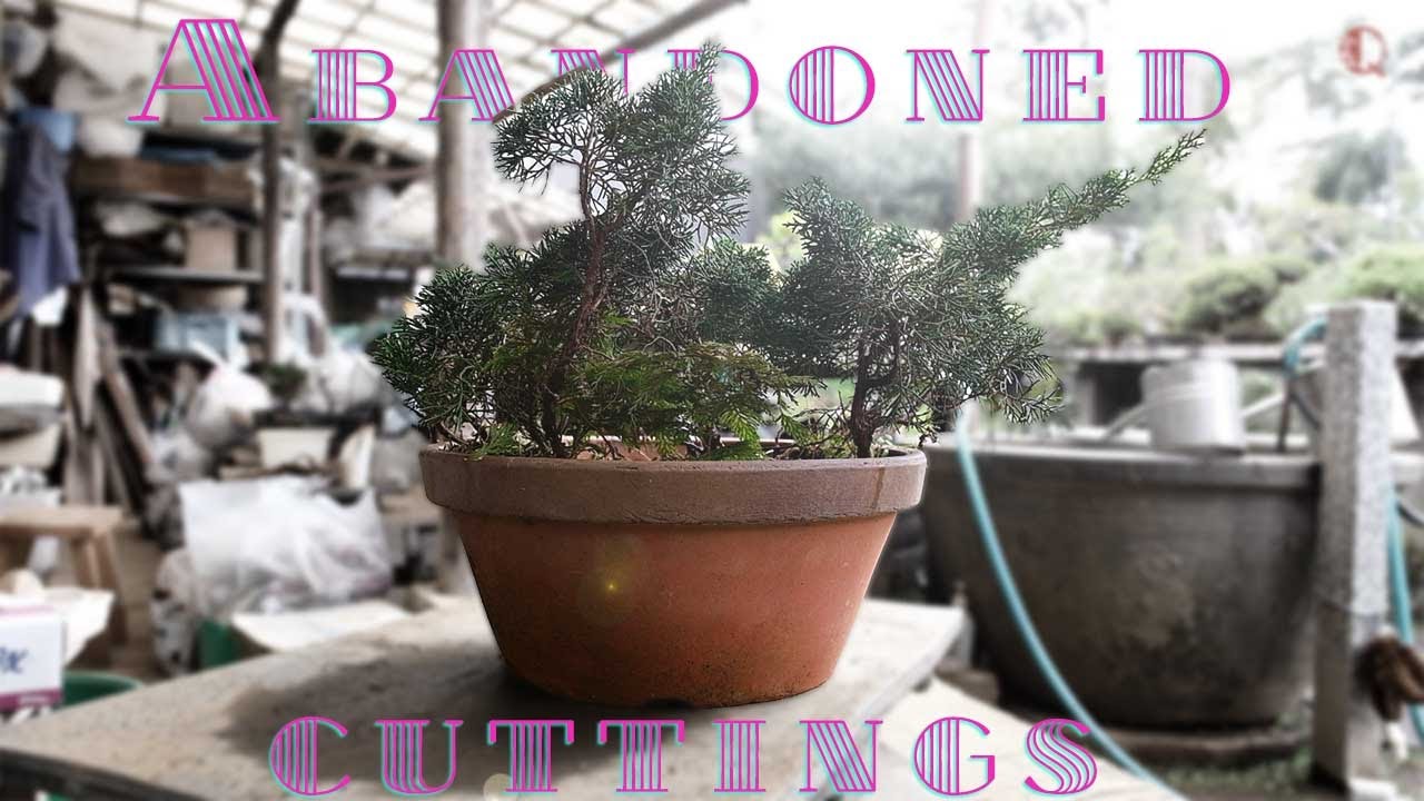 【真柏】宝探し！放置された挿し木を仕立てる【盆栽Q】