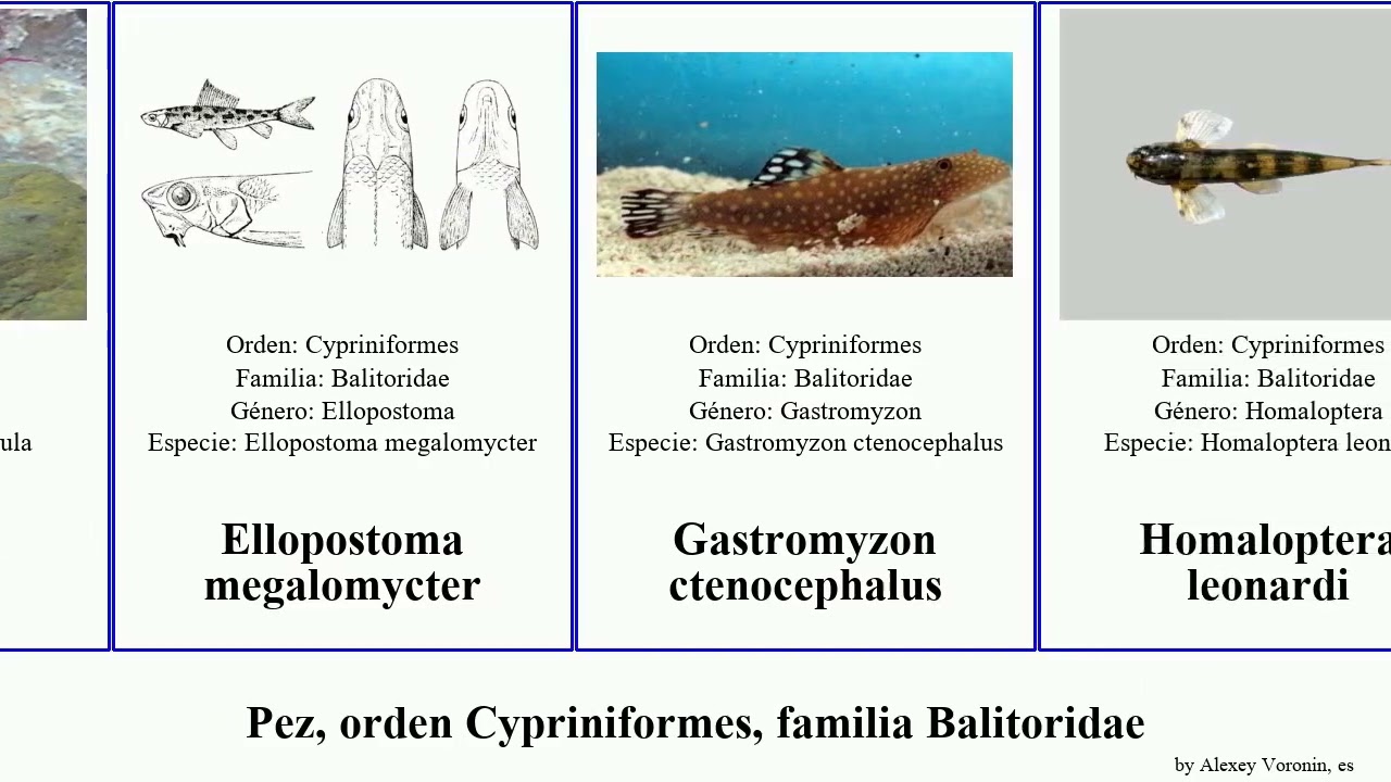 Pez, orden Cypriniformes, familia Balitoridae fish loach brucei leonardi cruciatus megalomycter