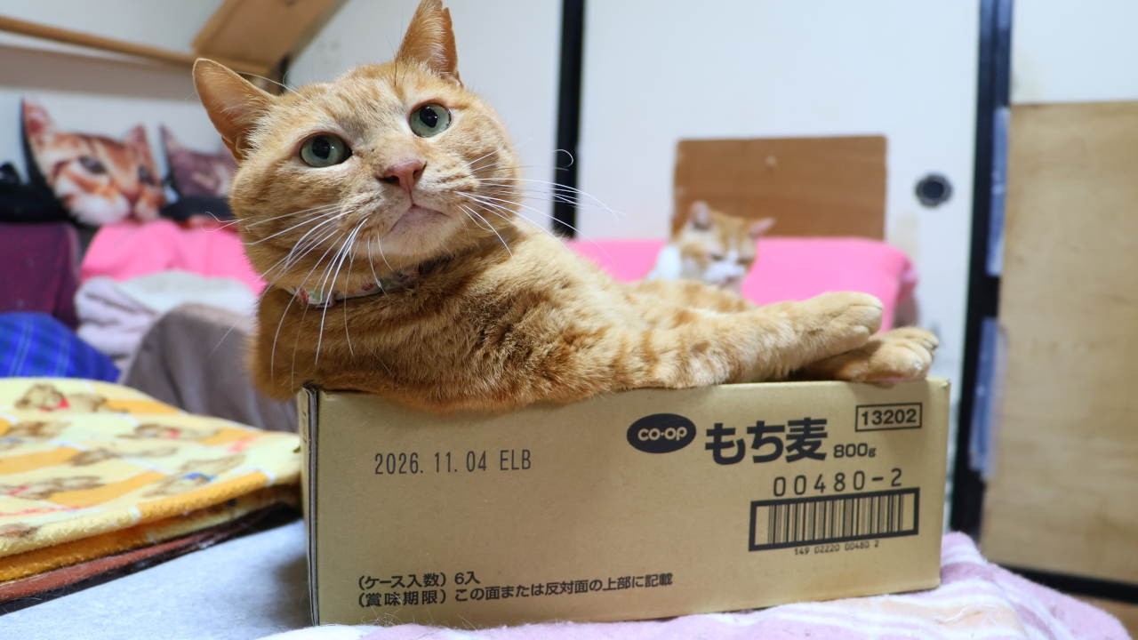 もち麦の箱の麦茶　box and cat　260305