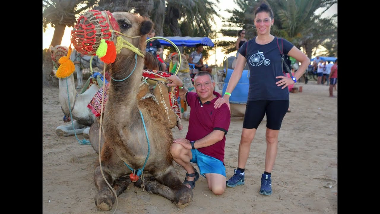 Djerba Camel