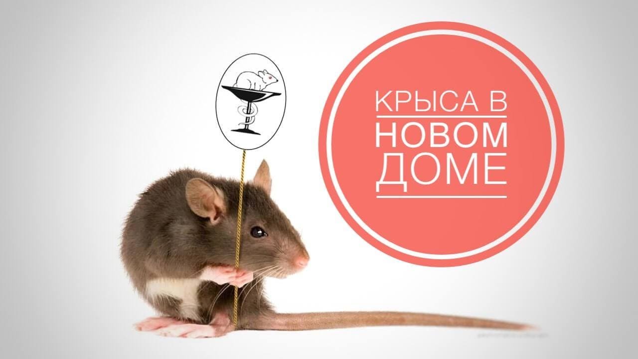 Крыса в новом доме