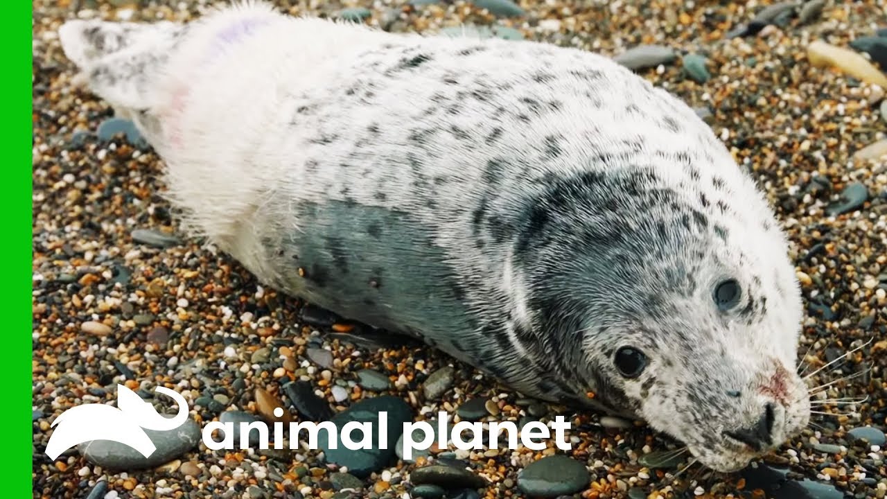 Resilient Baby Seal Survives 90 Mile Swim Across The Irish Sea | Dodo Heroes