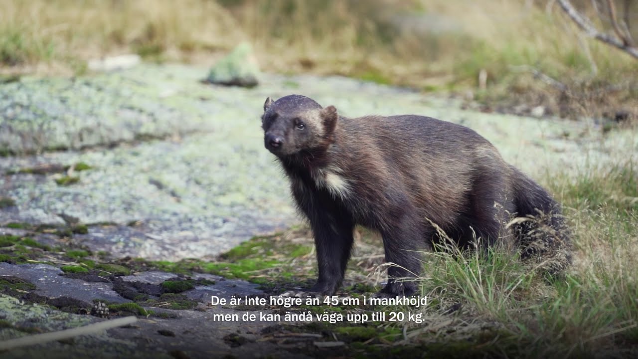 En kort film om järven