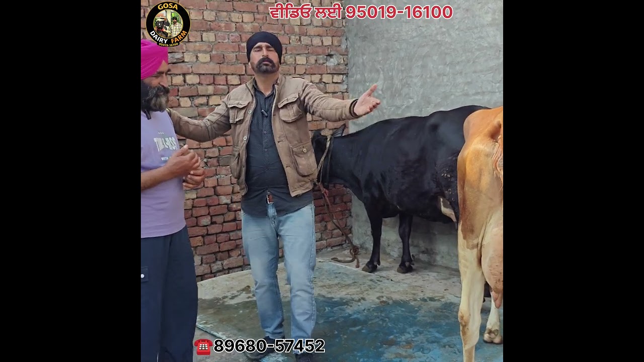 3500 ਹਜ਼ਾਰ ਰੁਪਏ ਦੀ ਗਾਂ 3 ਗਾਵਾ ਵਿਕਾਊ ਜਾਇਜ਼ ਰੇਟ 