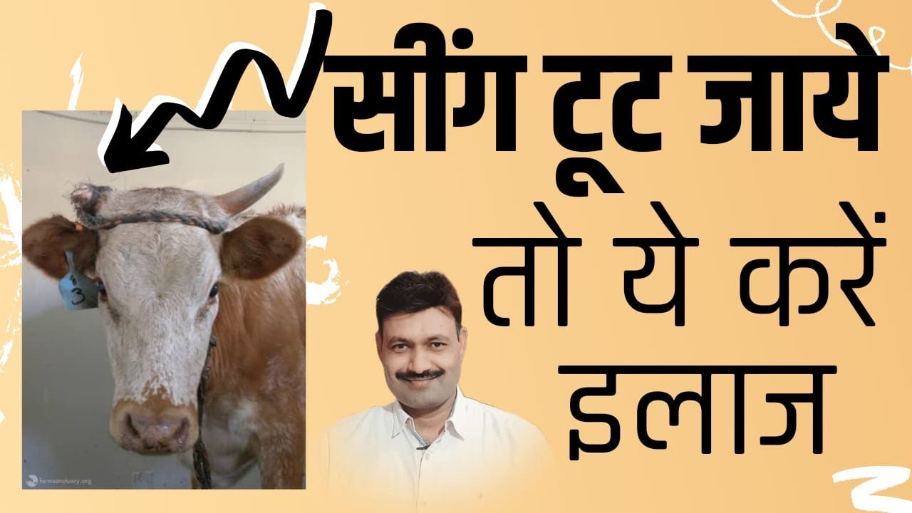Buffalo Cow ka Sing Tutne ka ilaj     Ramawat