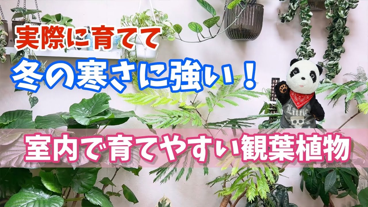 【実際に育てて】冬の寒さに強い！室内で育てやすい観葉植物 #観葉植物 #houseplants #monstera #pachira 