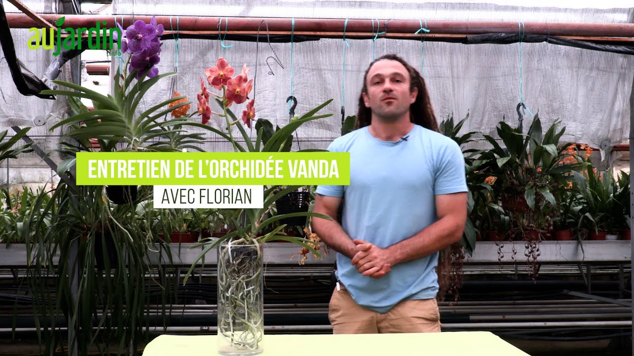 Comment ENTRETENIR une orchidée VANDA ? Toutes les astuces pour réussir...