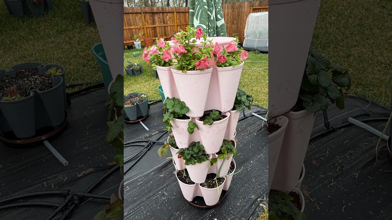 🍓 Planting a STRAWBERRY TOWER with My Daughter in a GreenStalk 🍓