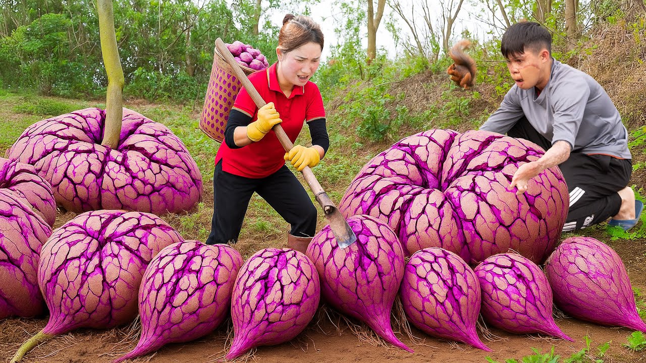 Giant Purple Yam Harvest in the Deep Forest &ndash; Making Clear Tapioca Dumplings from Wild Yams