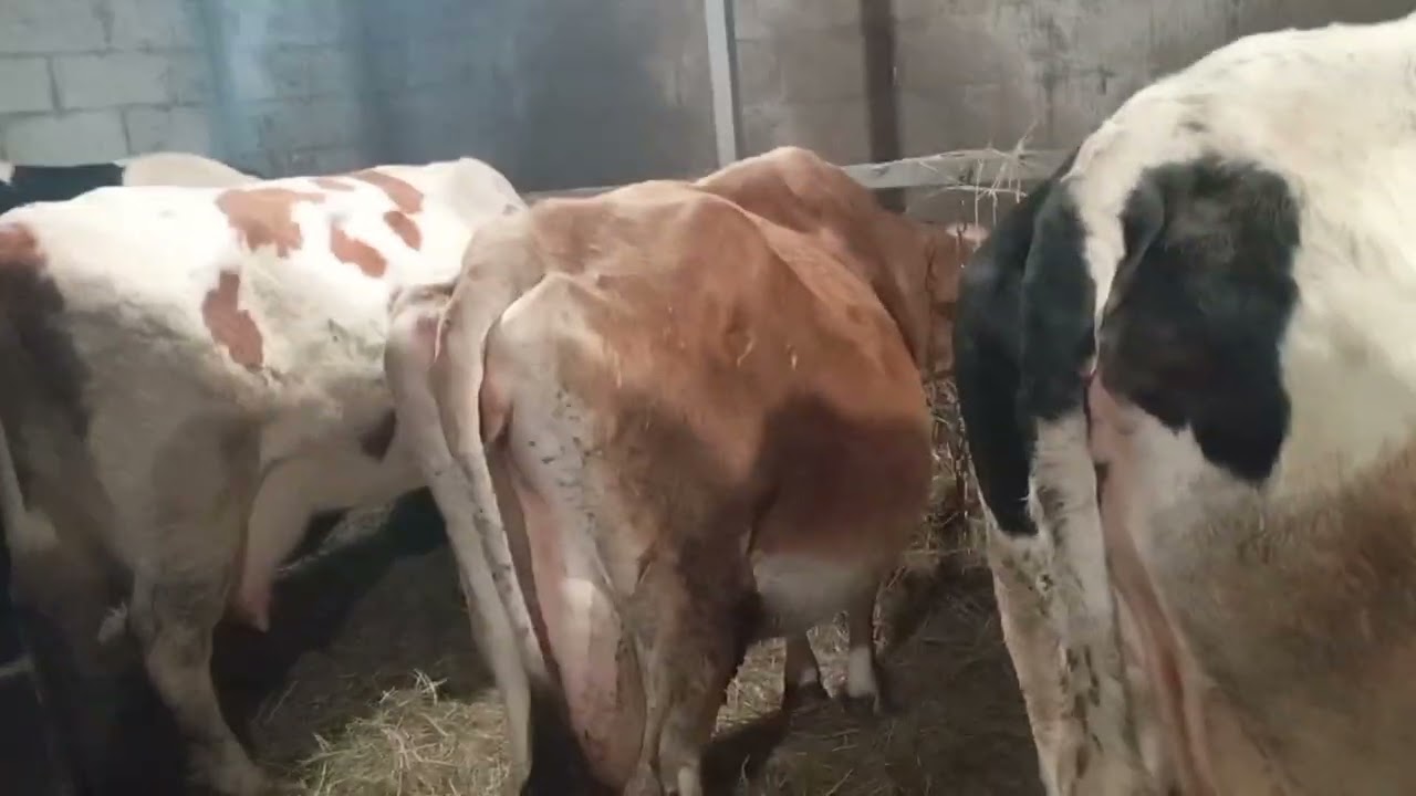 Овцы породы лакон 