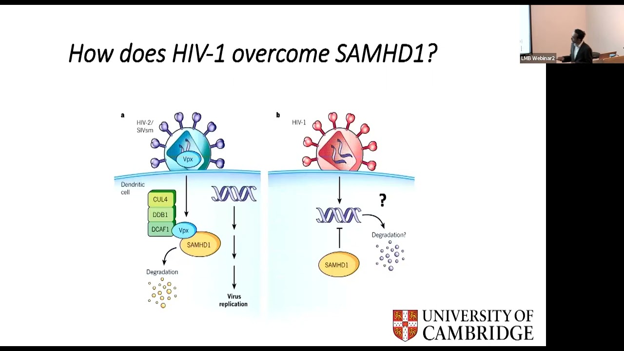 Cell cycle regulation in macrophages and viral infection by Ravindra Gupta - Lister Prize Lecture