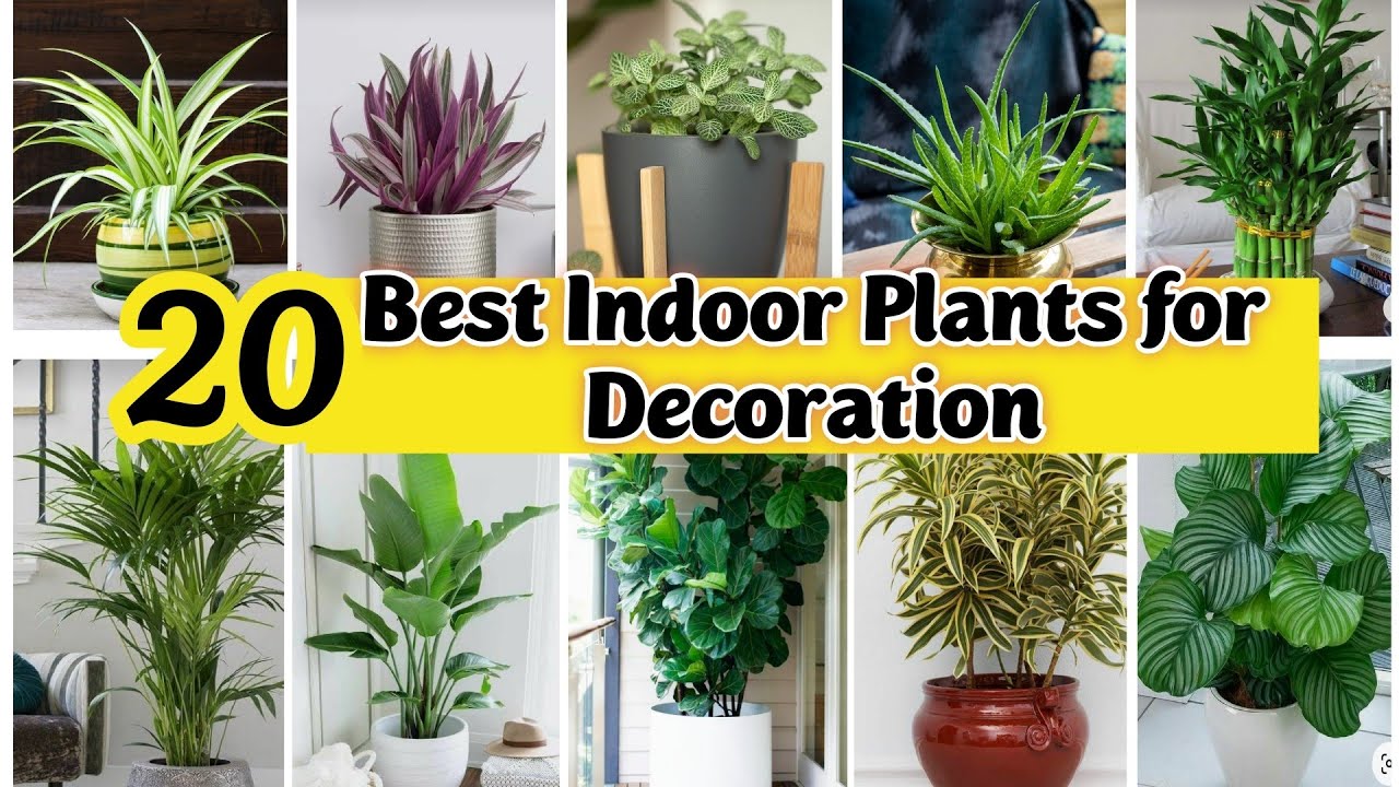 Best Indoor Plants India | Best Indoor plants for Decoration | Best Indoor Plants for Clean Air