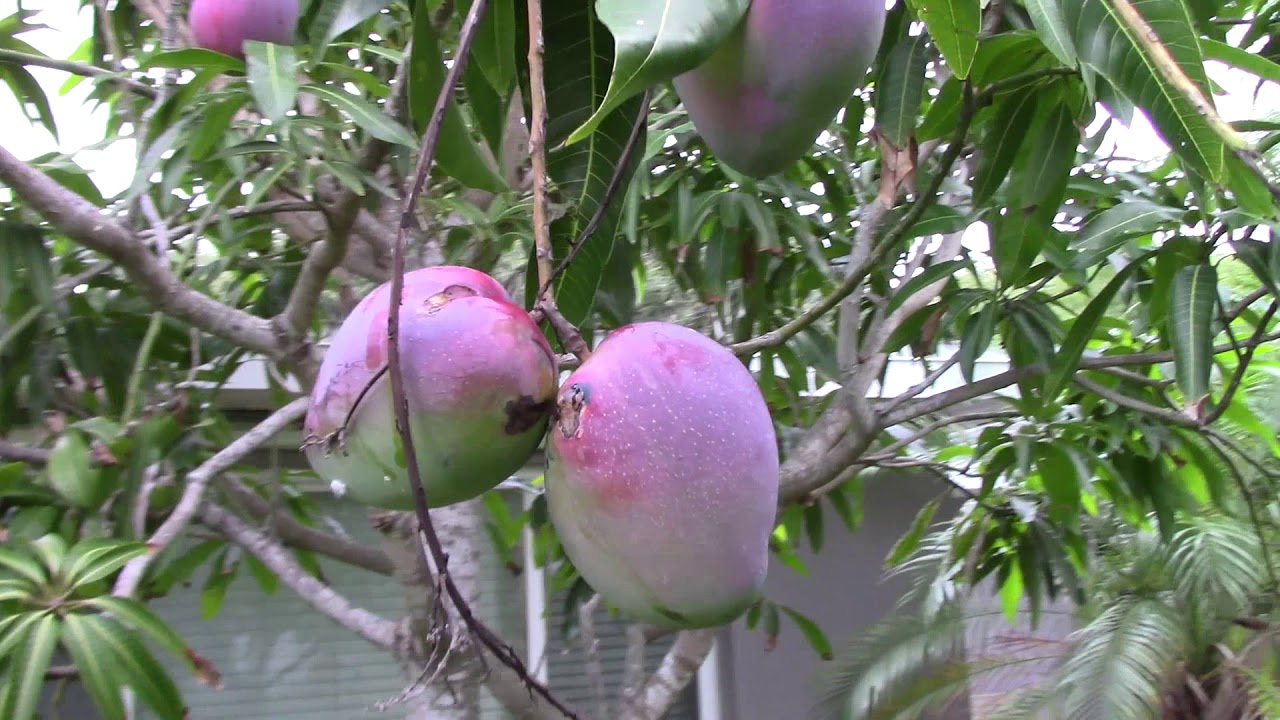 Part Two of the 2019 Mango Harvest