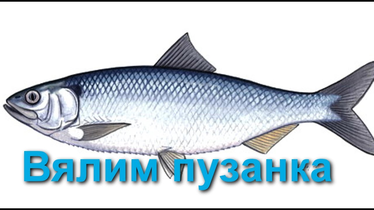 Вялим пузанка.