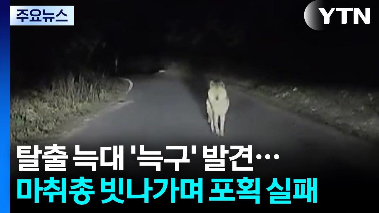 탈출 늑대 '늑구' 발견...마취총 빗나가며 포획 실패 / YTN