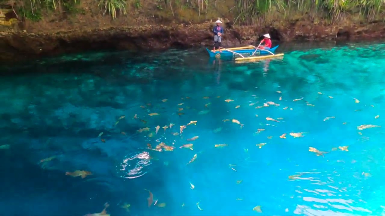 Enchanted River Fish Feeding