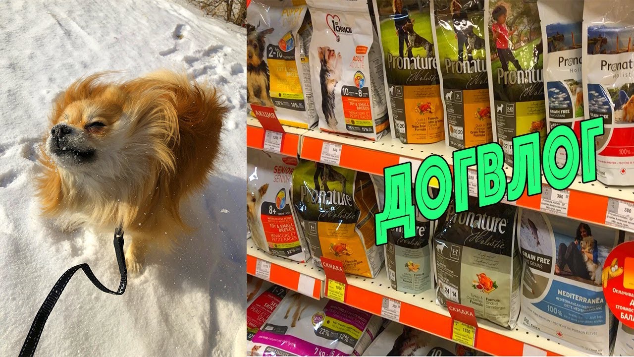 DOGVLOG: в ЗООМАГАЗИН ЗА ПОКУПКАМИ / ВЫПАЛ СНЕГ УРА