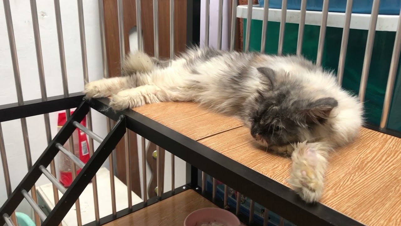 REVIEW KANDANG KUCING ALUMINIUM!