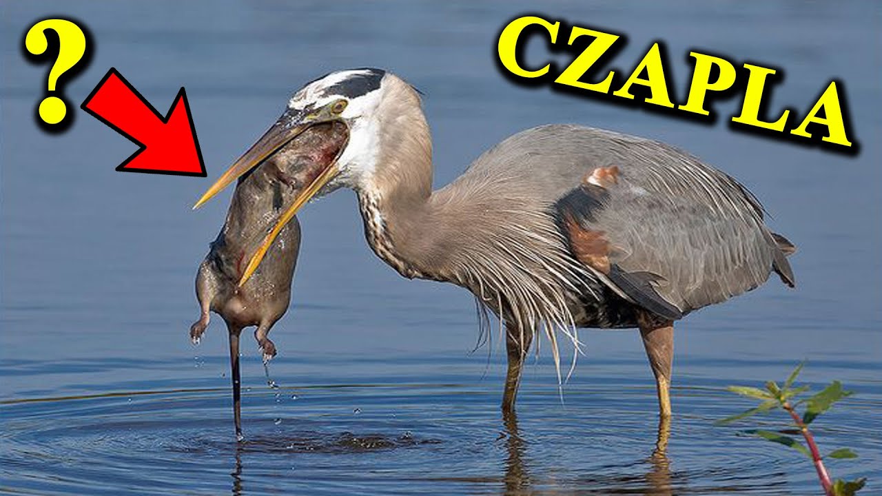 Jak DUŻE zwierzęta może połknąć CZAPLA?