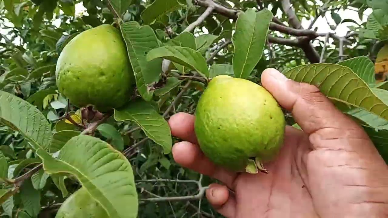 GOIABA PALOMA TENHE A CASCA REGISTENTE
