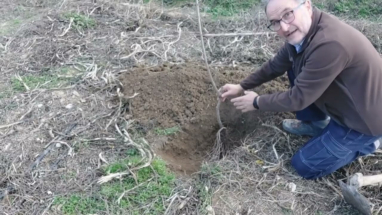 Como plantar árbol a raíz desnuda