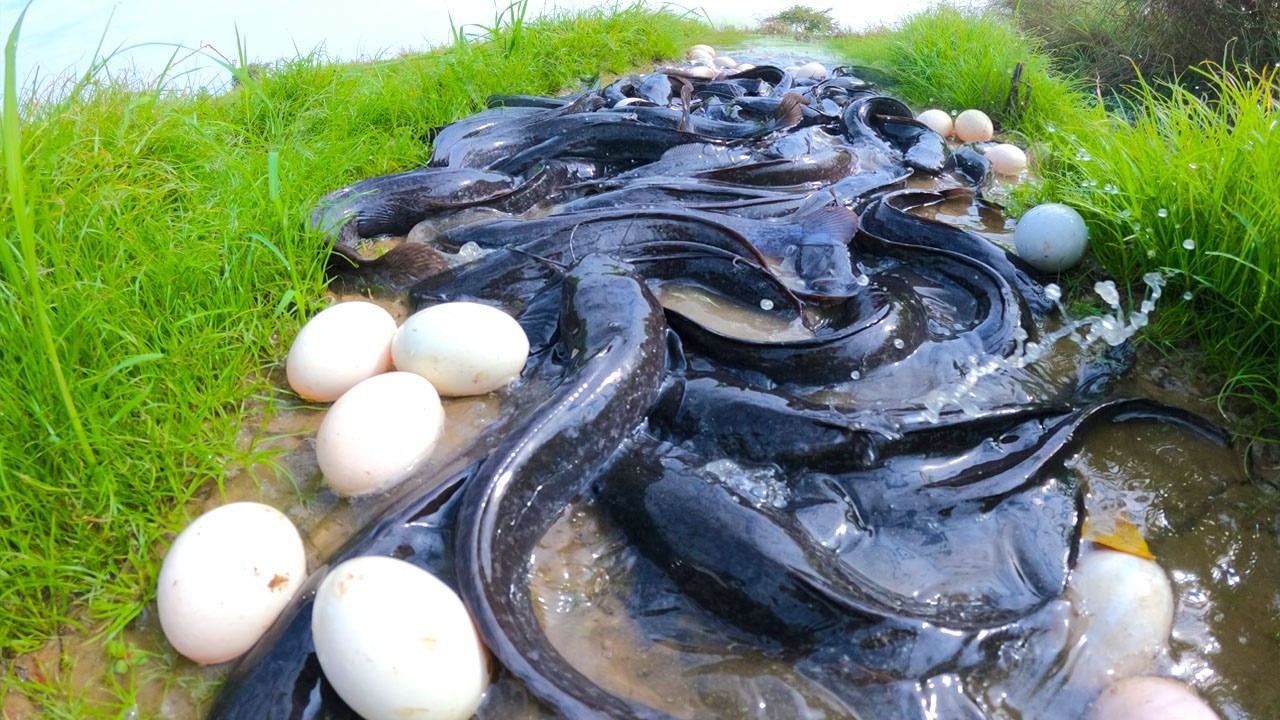 wow amazing fishing - catch a lots of fish & pick eggs at field by hand