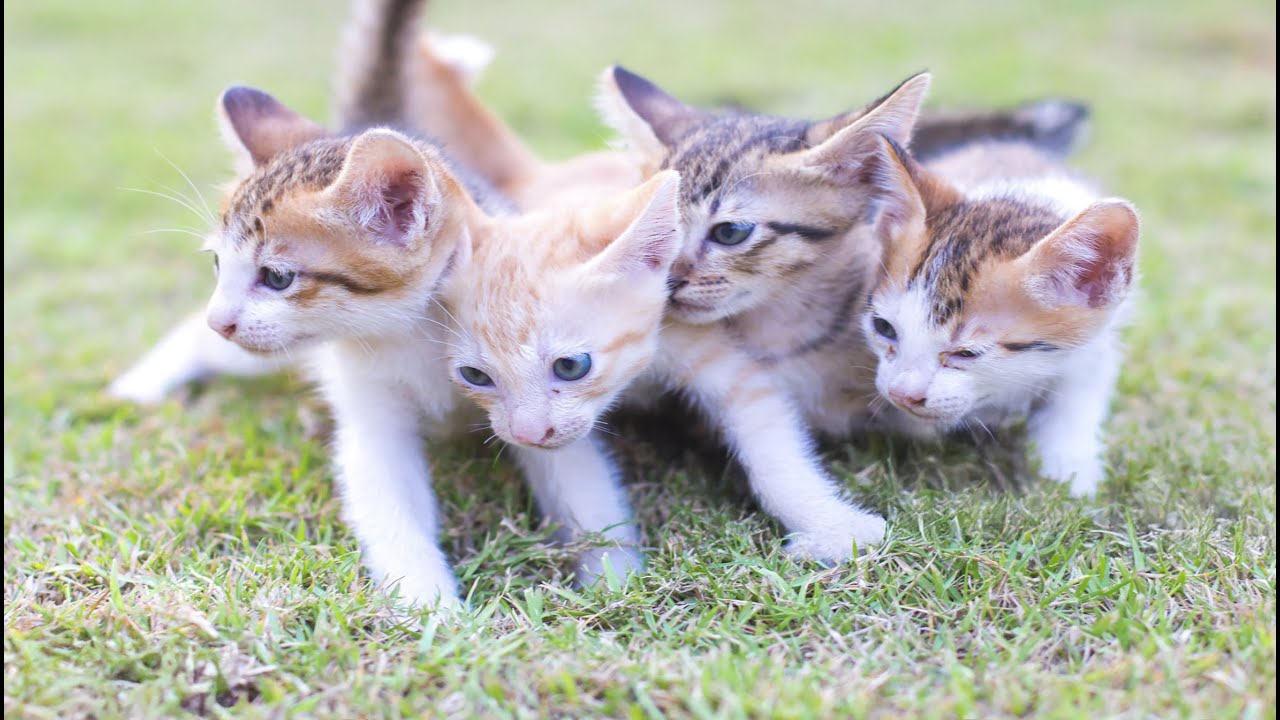 Kitten’s Cute Meows Melt Hearts – Playing with Chicks, Red Pandas & Goldfish!