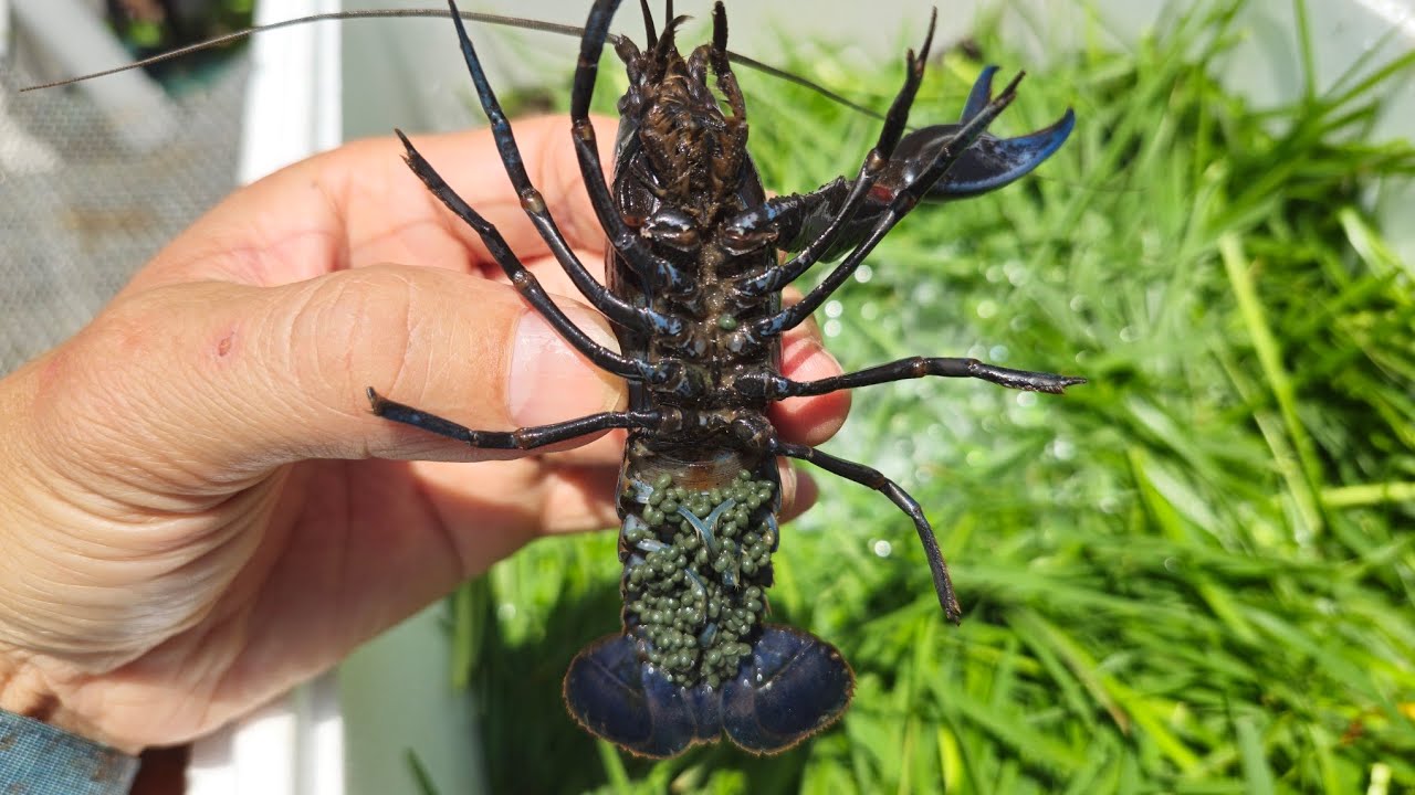 Aquaponics with yabby crayfish... Ideas to grow more in a limited space for consumption.